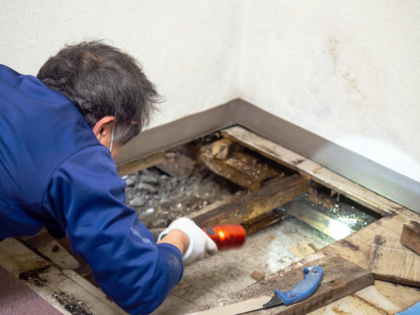 Best Mold Cleaning Services  in Zephyrhills North, FL