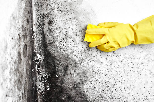 Best Crawl Space Mold Removal  in Zephyrhills North, FL