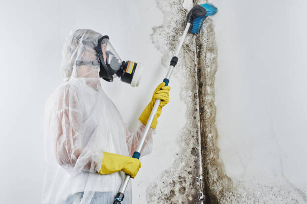 Best Fast Mold Removal  in Zephyrhills North, FL