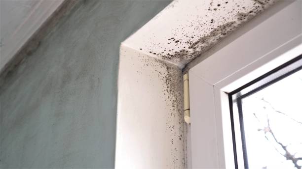 Best Certified Mold Removal  in Zephyrhills North, FL