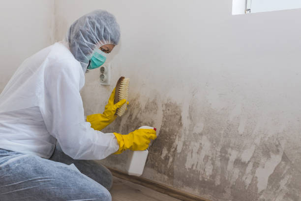 Best Mold Damage Repair  in Zephyrhills North, FL