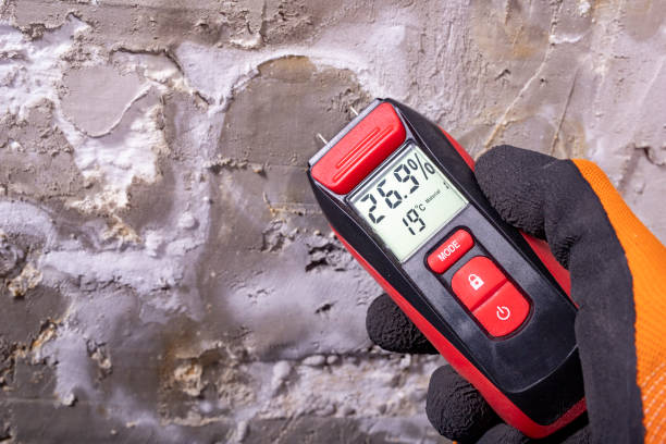 Reliable Zephyrhills North, FL Mold Removal Solutions