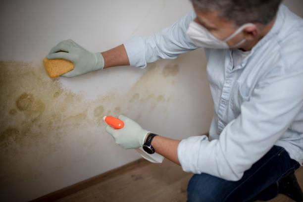 Best Office Mold Removal Services  in Zephyrhills North, FL