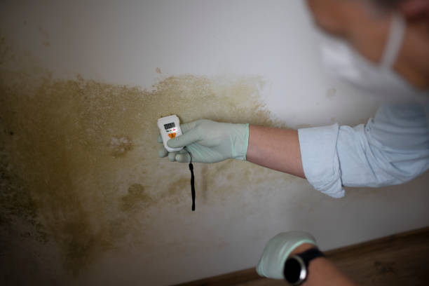 Best Toxic Mold Removal  in Zephyrhills North, FL
