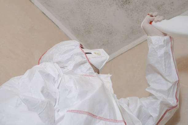 Home Mold Removal in Zephyrhills North, FL