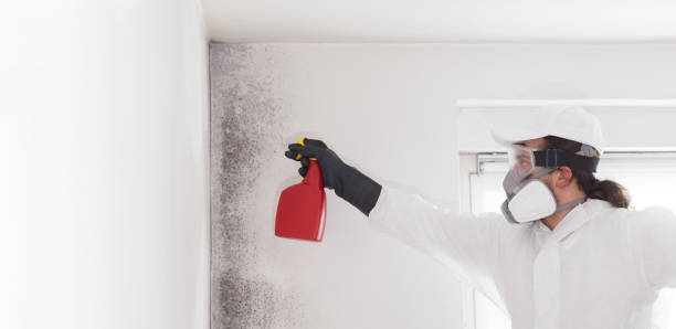 Best Residential Mold Removal  in Zephyrhills North, FL