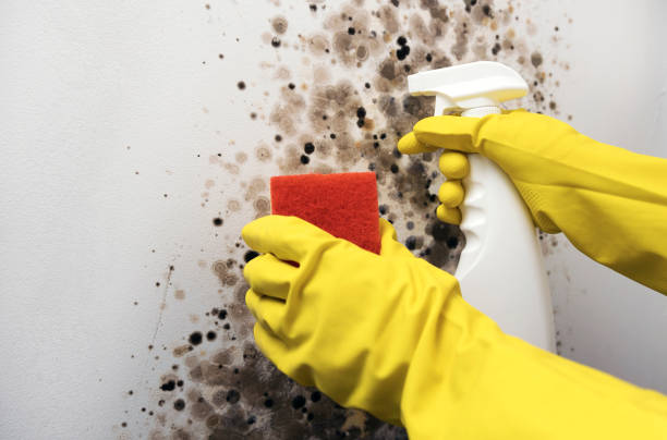 Water Damage Restoration in Zephyrhills North, FL