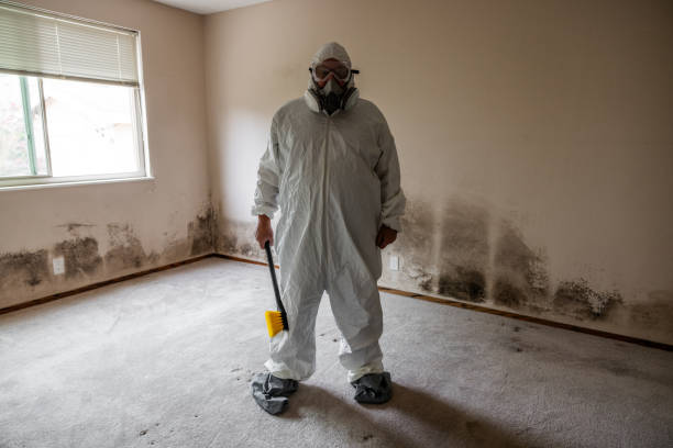 Trusted Zephyrhills North, FL Mold Removal Experts