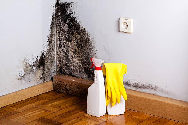 Best Mold Cleaning Services  in Zephyrhills North, FL