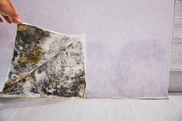 Best Mold Testing  in Zephyrhills North, FL